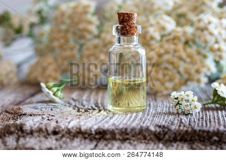 A Bottle Of Essential Oil With Fresh Blooming Yarrow Twigs In The Background