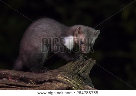 Wid Beech Marten (martes Foina) On Log In Natural Habitat At Night. This Small Nocturnal Predator Is