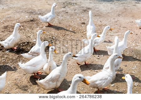 Free Range Duck In Farm