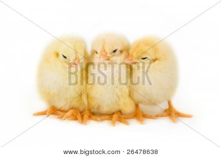 달콤한 부활절 병아리 흰색 절연