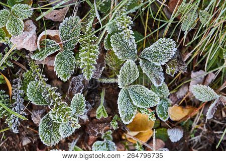 Morning frost on green plants