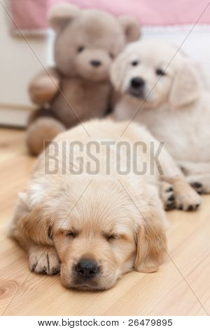 İki güzel golden retriver kukla