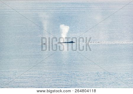Whale watching cruise Alaska tourist activity travel vacation - Humpback whale spouting water from blow hole breathing at surface of water.