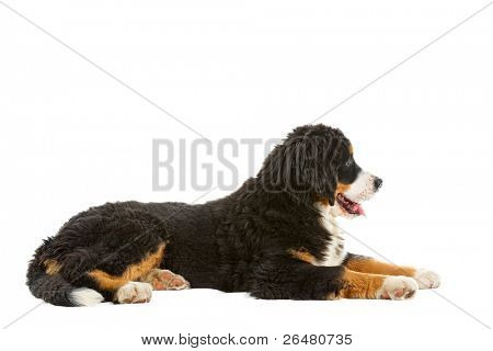  Štěně BERNSKÝ SALAŠNICKÝ PES - 4 měsíce (berner sennenhund, jestli)