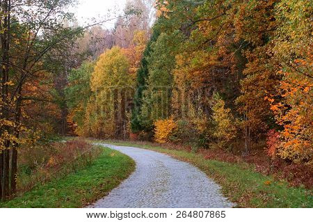 Forest Road In Autumn Leaves, Autumn Landscape, Forest Trail, Rominten Forest