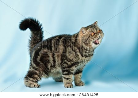 Ritratto di gatto dolce