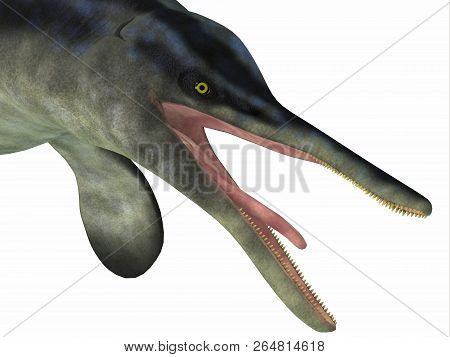 Cymbospondylus Ichthyosaur Head 3d Illustration - Cymbospondylus Was An Ichthyosaur Carnivore That L
