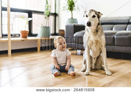 Baby Girl Sitting With Husky On The Floor