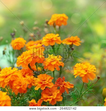 Autumn Orange Flowers On The Ground Tagetis Bloom In A Row Years Natural Plant Selective Focus Blurr