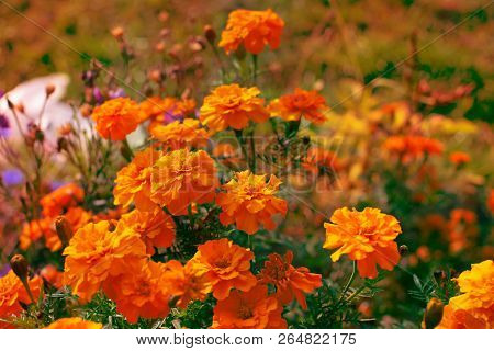 Autumn Orange Flowers On The Ground Tagetis Bloom In A Row Years Natural Plant Selective Focus Blurr
