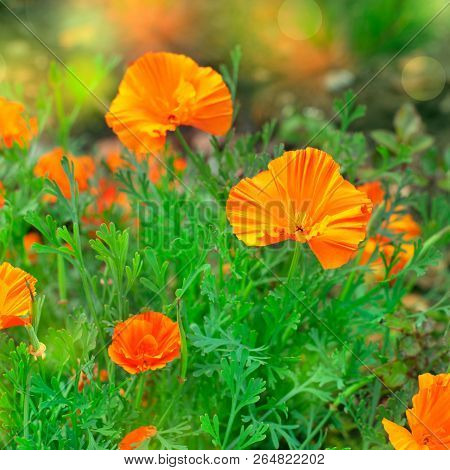 Autumn Orange Flowers On The Ground Tagetis Bloom In A Row Years Natural Plant Selective Focus Blurr