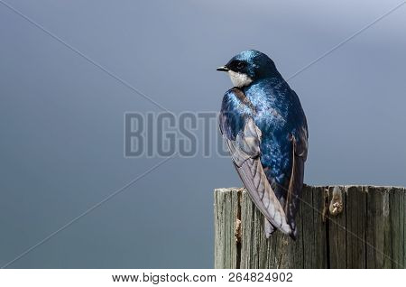 Spunky Little Tree Swallow Perched Atop A Weathered Wooden Post