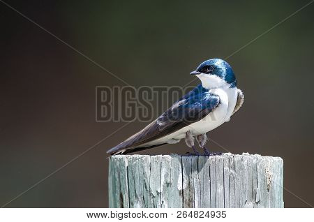 Spunky Little Tree Swallow Perched Atop A Weathered Wooden Post