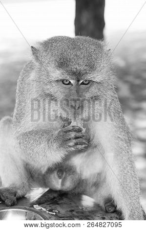 Monkey Animal Eat Food. Primate Sit Outdoor. Cute Animal. Monkey Day. Wild Nature And Wildlife. Zoo.