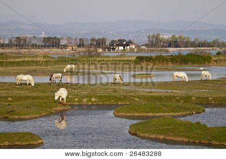 Camarillo white horses