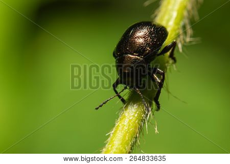 Macro Photography Of Shield Bug On Green Leaves In Nature.