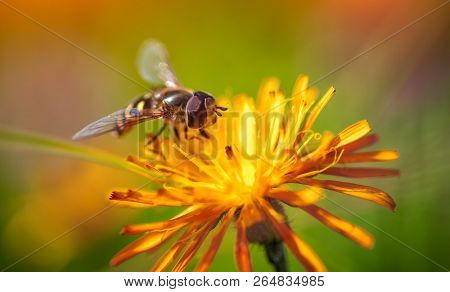 Bee collects nectar from flower crepis alpina