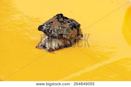 Shell From The Sea In Busan, South Korea