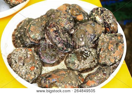 Shell From The Sea In Busan, South Korea