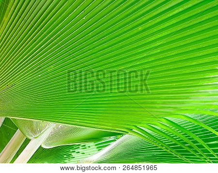 Texture Of Palm Leaves Or Yarey Or Copernicia Baileyana. It Is An Ornamental Plant Which Is Grown In