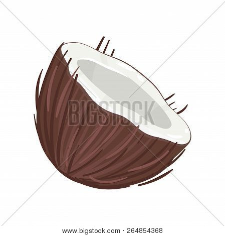 Half Of Coconut Vector Illustration On A White Background