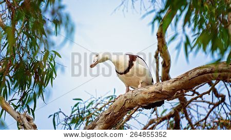Australian Radjah Shelducks, Commonly Known As Burdekin Ducks, Sitting On A Tree Branch