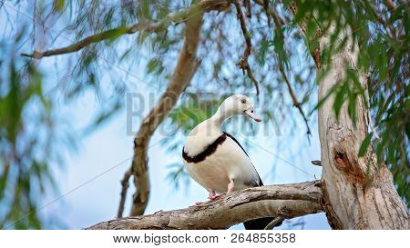 Australian Radjah Shelducks, Commonly Known As Burdekin Ducks, Sitting On A Tree Branch