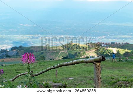 Tarenaya Hassleriana Flower On Top Of The Mountain.