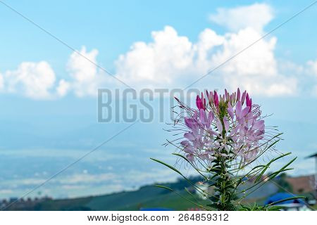 Tarenaya Hassleriana Flower On Top Of The Mountain.