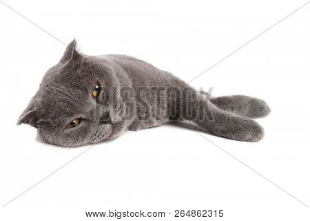 sleepy scotish fold lying on one side on white background