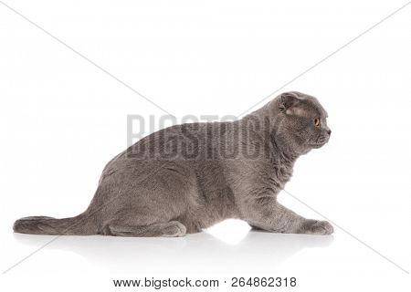 side view of cute grey scotish fold cat lying on white background