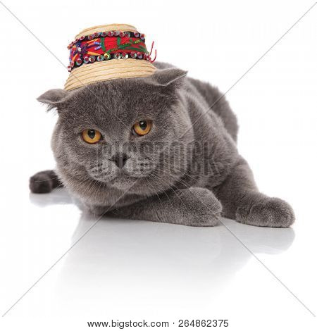 adorable scotish fold wearing a traditional hat while resting on white background