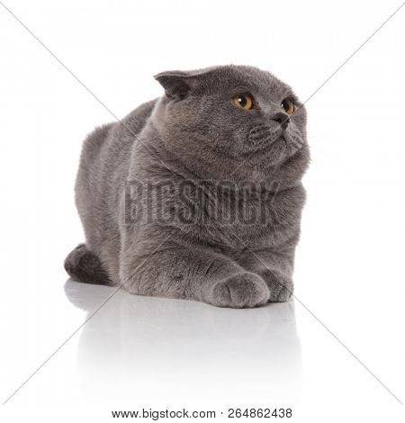 furry scotish fold lies on white background and looks up to side