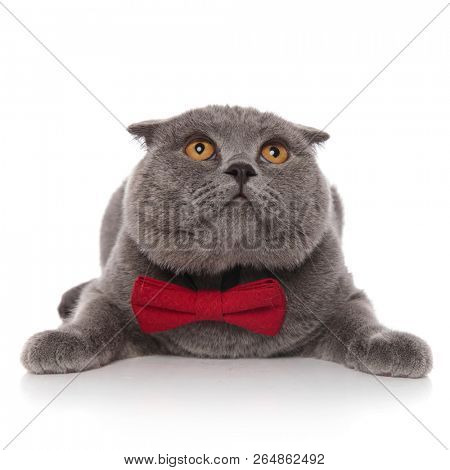 scared scotish fold with red bowtie looks up while lying on white background