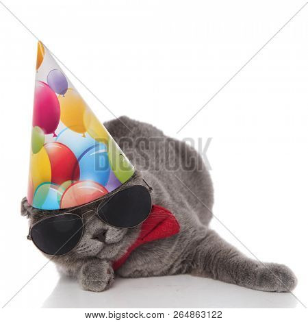 funny birthday scotish fold with sunglasses and red bowtie lying on white background