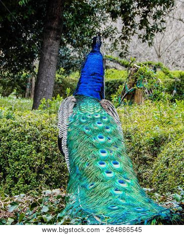 Back View Of A Beautiful Male Peacock Swowing Its Colorful Plumage.