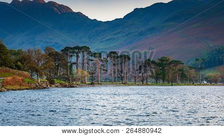 Buttermere Pines Below Haystacks Fells, Buttermere Is A Lake In The English Lake District Which Is N