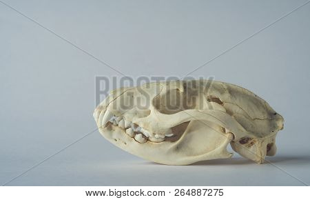Luwak Musang Marten Skull On Clean Background