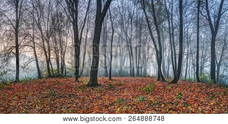Cold And Misty Autumn Morning In A Maple Foorest.