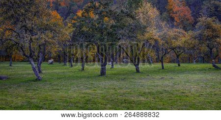 Puchkoriai Landscape Reserve. Golden Autumn Time Near Vilnia River