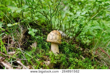 Small Mushroom In The Forest - European Funghi Scene