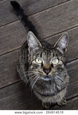 Cat With Fascinating Eyes, Sitting On A Wodden Floor.