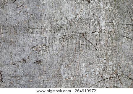 Exclusive Natural Background. Bark Of A Thuja With Unique Pattern And Roots Of Lianas.