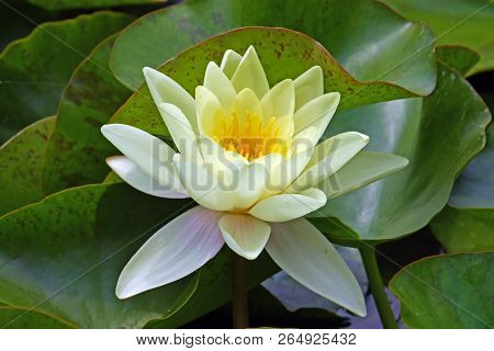 Flower Of Yellow Water Lily In A Pond