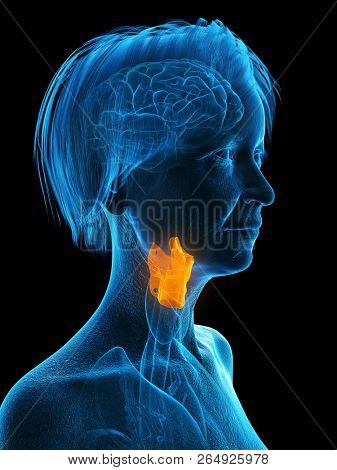 3d rendered medically accurate illustration of an elder females larynx