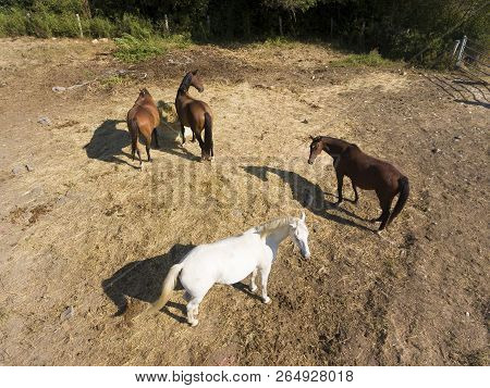 View Of Horses, Le Val-saint-germain, Essonne, Ile-de-france, France