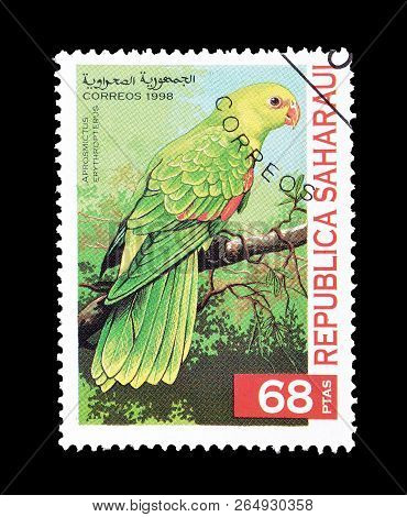Republic Saharaui - Circa 1998 : Cancelled Postage Stamp Printed By Republic Saharaui, That Shows Th