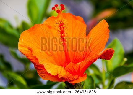 I Bright Orange Hibiscus Bloom With Blurred Green Follage.