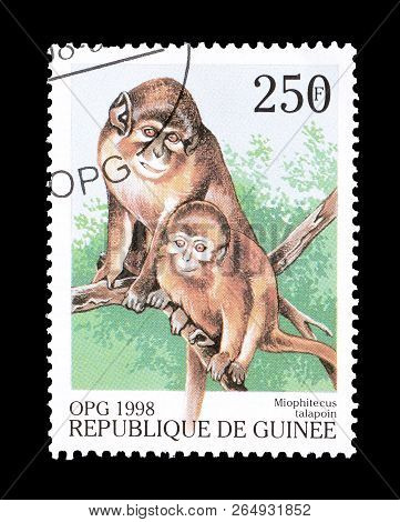 Guinea - Circa 1998 : Cancelled Postage Stamp Printed By Guinea, That Shows Angolan Talapoin Monkey.