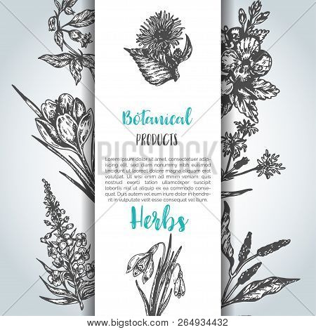 Herbs And Wild Flowers Background Vintage Collection Of Plants Vector Illustrations In Sketch Style